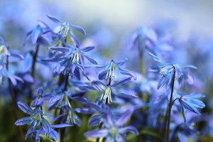 fleur bleue