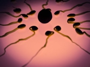 sperm-956482_640