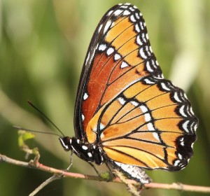 viceroy-butterfly-1550407_640