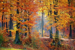 woods-1072819_640