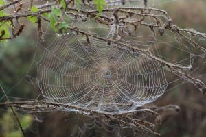 spider-web-1729190_640